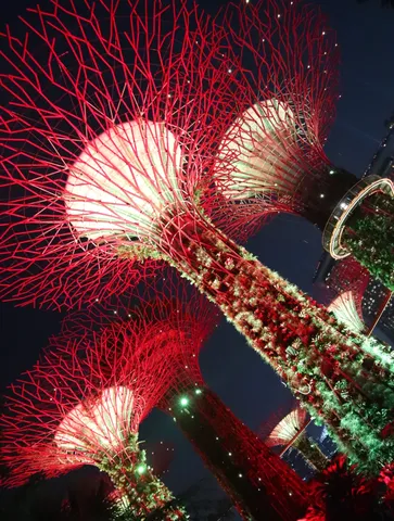 夜空を彩る光の木々