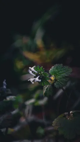 夜の庭の白いささやき