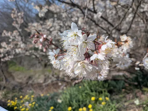 陽光にきらめく白花