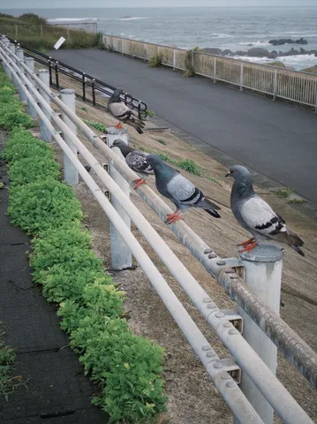 海風を背に鳩たちが並ぶ