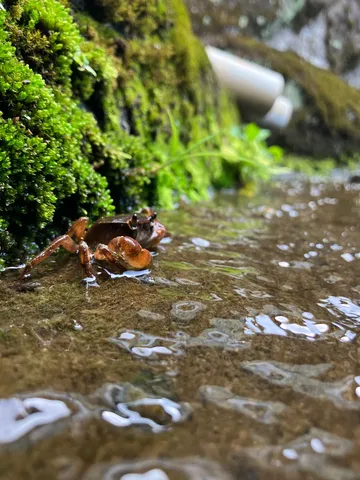苔と水の小さな住人