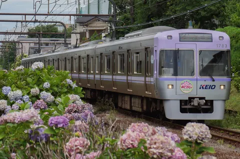 紫陽花と電車の競演