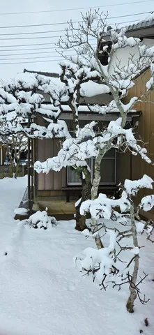 雪の樹が踊る冬景色