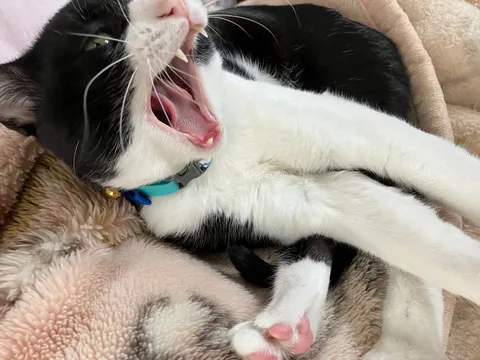 牙を見せる大あくび