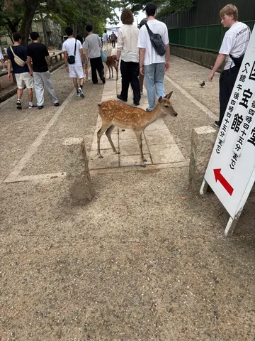 街角に潜む静かな野性