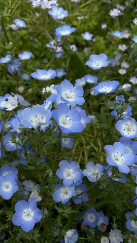 空色の花びらのささやき