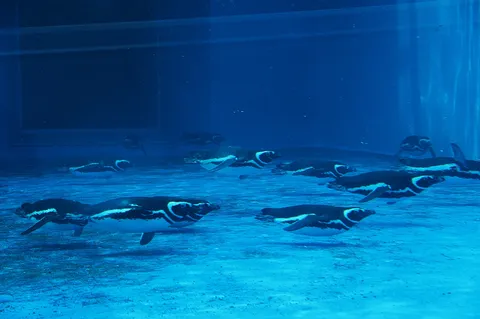 水中を優雅に泳ぐペンギンたち