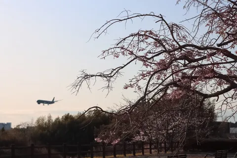 桜と飛行機、春の兆し