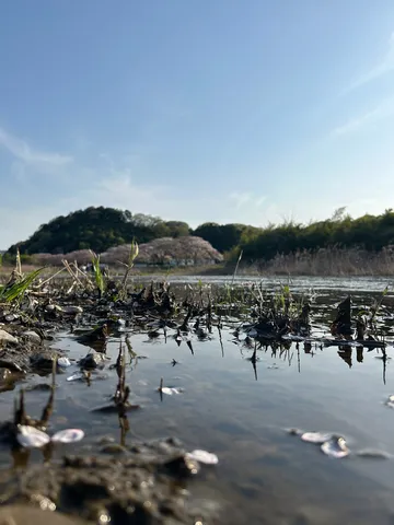水辺に浮かぶ春の影