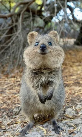 世界一幸せな顔？クアッカワラビー