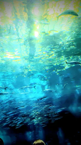 水中の光の群れと影