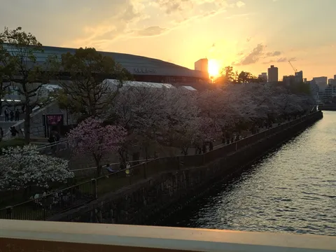 川沿いの桜と夕日、散歩日和
