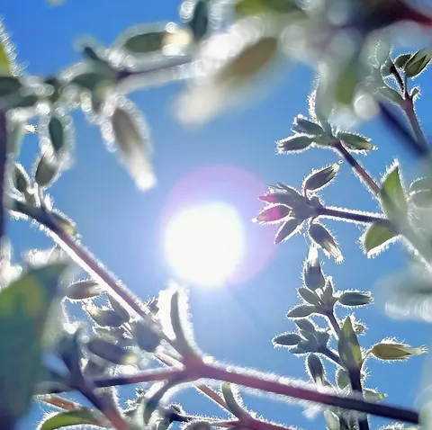 青空に輝く、つぼみの生命力