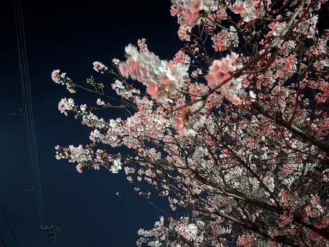 夜桜の舞台裏