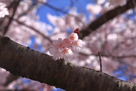 春の訪れ、桜の枝