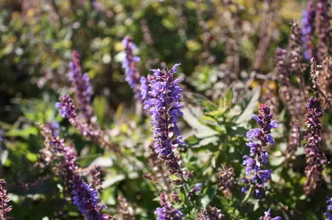 紫陽花色の風