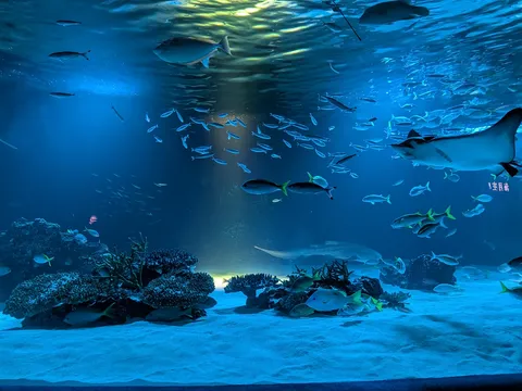 深海に漂う光のカーテン