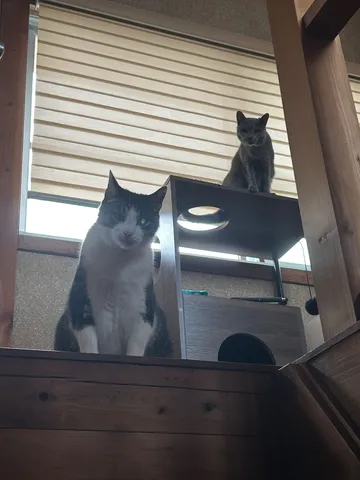 猫たちの集会所、覗いてみた