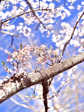 青空に咲く桜の瞬き
