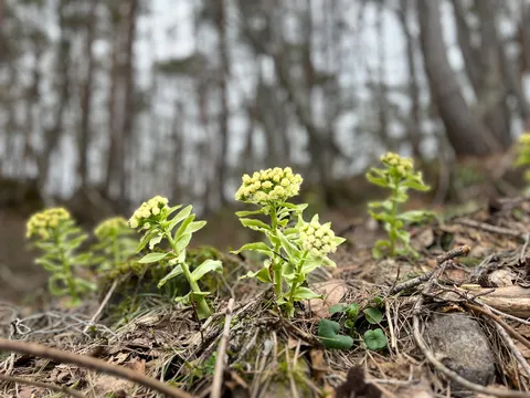 森の小花が芽吹く光景