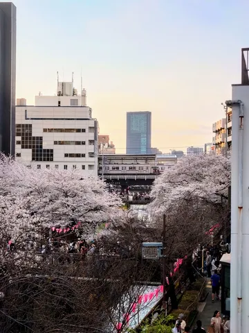 満開の桜と都会の風景