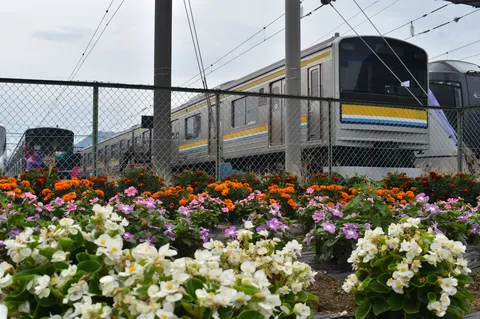 花の向こう、列車は往く