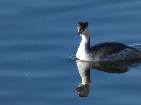 水面と鳥の静かな時間