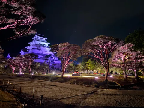 紫と桃が彩る夜の城