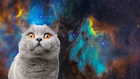 宇宙を見上げる猫