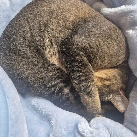 丸まって眠る猫の毛並み