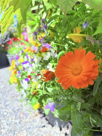 鮮やかな花々の競演