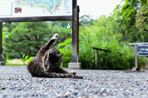 毛づくろい中の野生児