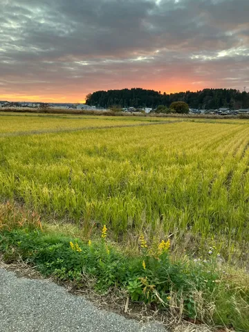 夕焼けと田んぼのコントラスト