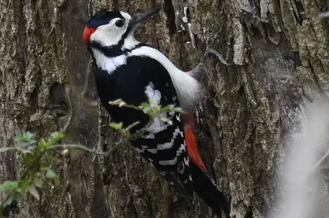 樹皮に映える、鮮やかなヤマゲラ
