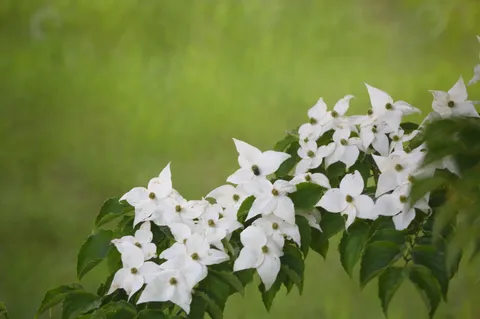 可憐な白い花、静かな時間