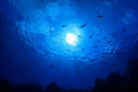 海の光が降り注ぐ水中景
