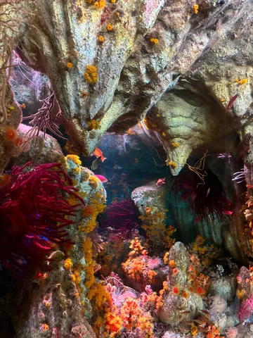 深海の秘境、色とりどりのサンゴ礁
