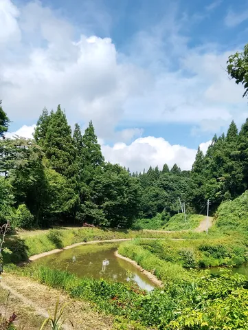 緑滴る、静寂の水辺