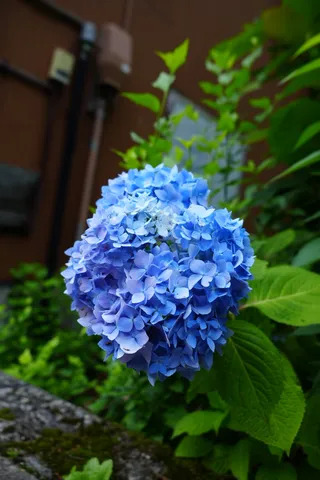雨上がりのアジサイ、しっとりとした青