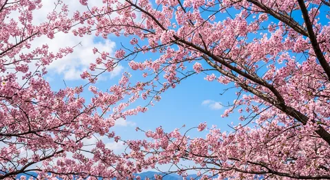 桜色の空に包まれて