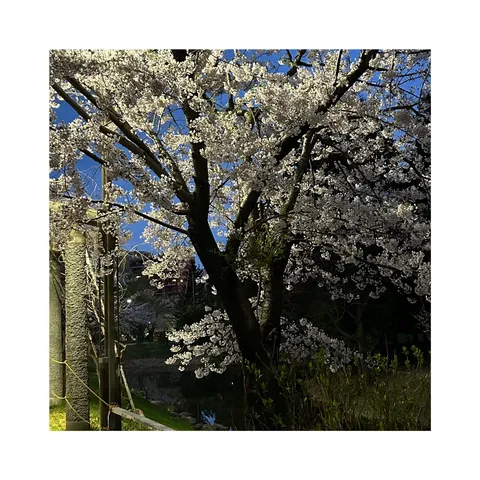 光まとう夜の桜