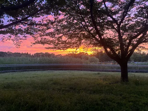 夕焼けを守る大きな木