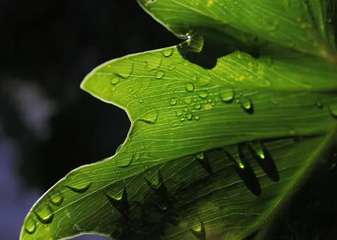 雨粒に光る、葉脈の神秘