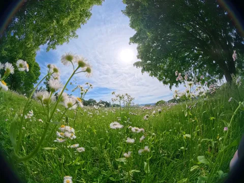 初夏の陽光と野の花