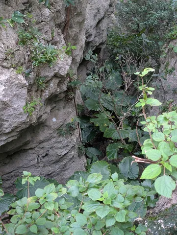岩陰の緑、秘密の入り口