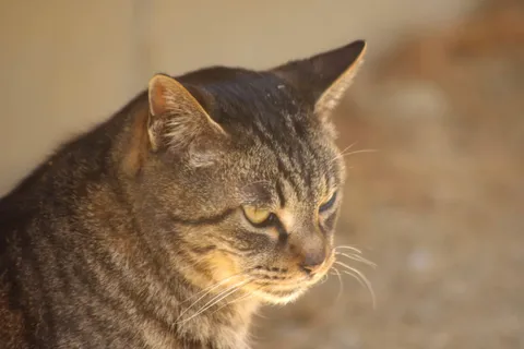 日差しを浴びる猫の視線