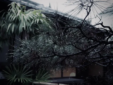 雨粒きらめく、静寂の庭