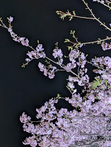 夜空に咲く、儚げな桜の神秘