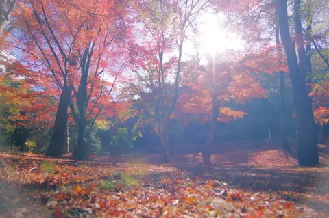 まばゆい紅葉の小径
