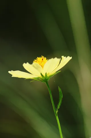 柔らかな光の黄色い花